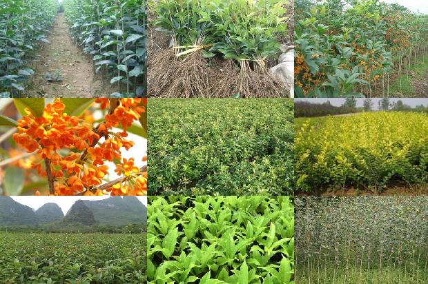 桂花苗价格:影响桂花产量和品质的有效光质研究1662653438439