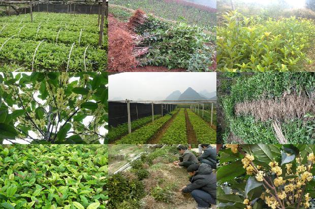 桂花苗价格-桂花病虫害绿色防控技术探析