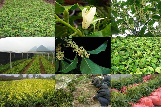 桂花苗价格-桂花病虫害绿色防控技术探析1662653458095