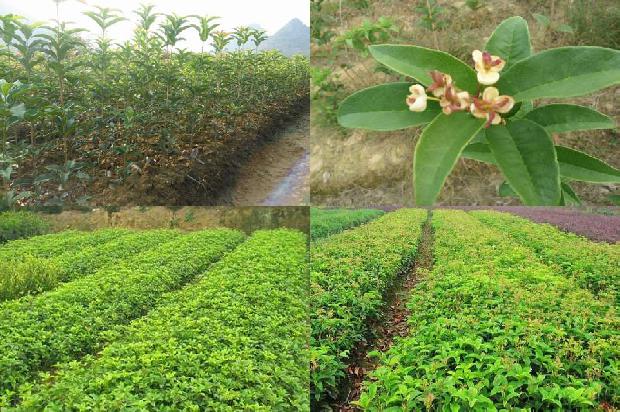 桂花苗价格-桂花病虫害绿色防控技术探析1662653458117