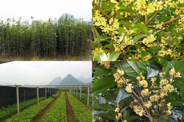 桂花树苗:冬季巧治桂花树越冬病虫害1662826293246