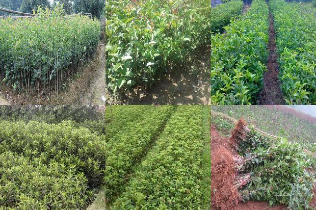 桂花树苗_海南岛桂花树资源及其地理分布研究