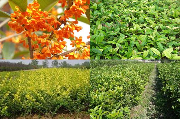桂花树苗「夏秋桂花生产谨防灾害」