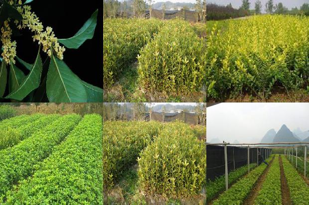 桂花树苗_桂花大棚温度自动控制系统设计