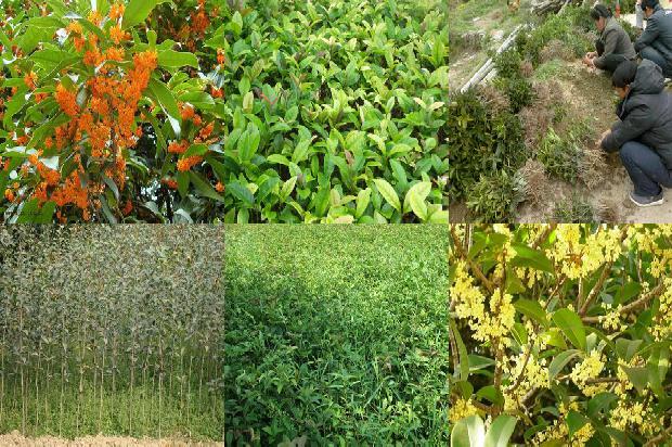 桂花树苗:核果类桂花树主要蚜虫的种类及其防治1662826401841 桂花树苗:核果类桂花树主要蚜虫的种类及其防治1662826401841