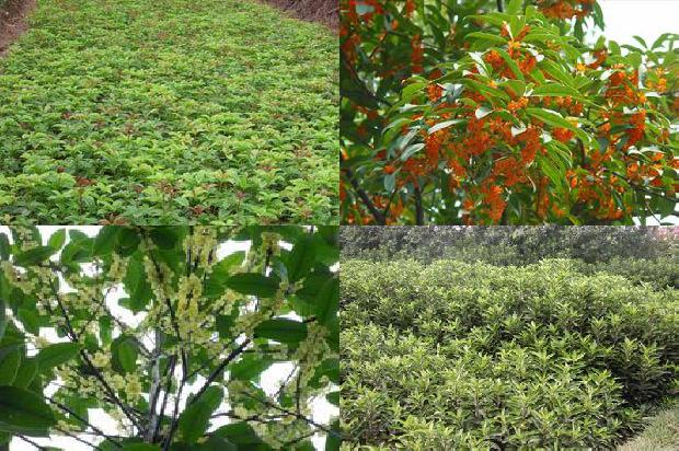 桂花树苗:核果类桂花树主要蚜虫的种类及其防治1662826401863 桂花树苗:核果类桂花树主要蚜虫的种类及其防治1662826401863