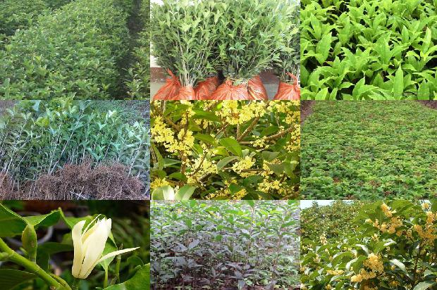 桂花树苗:核果类桂花树主要蚜虫的种类及其防治1662826401874 桂花树苗:核果类桂花树主要蚜虫的种类及其防治1662826401874
