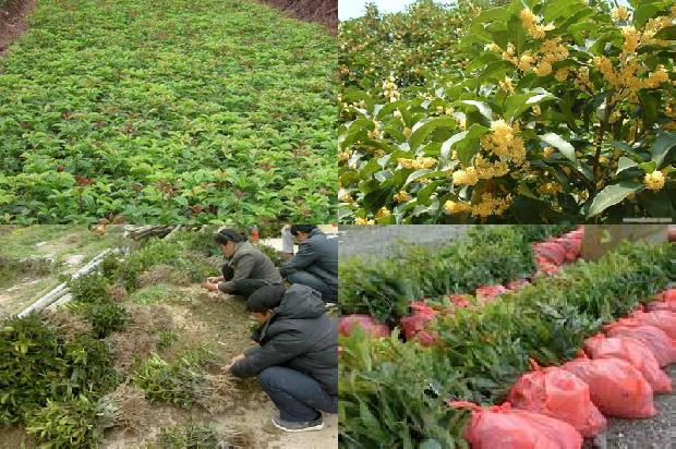 桂花树苗价格「鄂西高山桂花大棚避雨栽培技术」