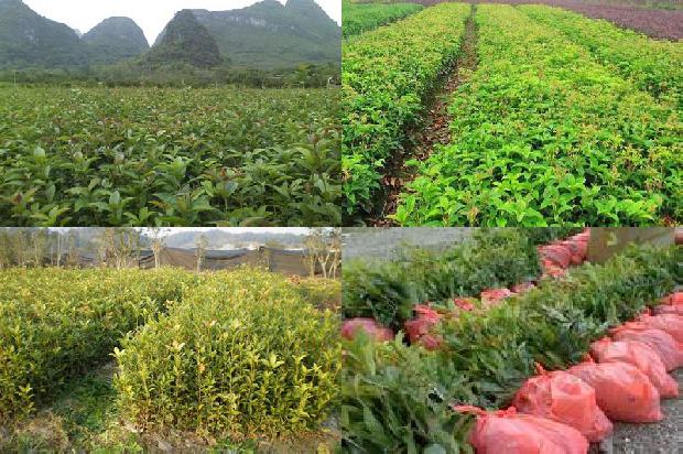 桂花树苗价格_桂花育苗相关标准现状与壮苗评价方法