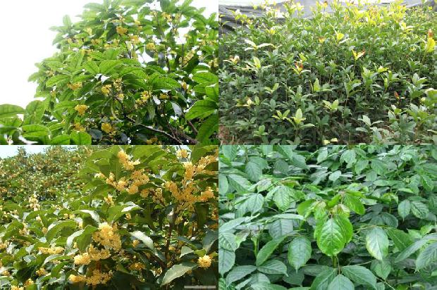 桂花树苗价格(黄桂花树化肥及农药减施技术研究)