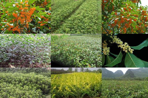 桂花树苗价格(黄桂花树化肥及农药减施技术研究)1662912732407