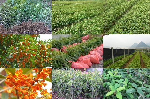 桂花树苗价格(黄桂花树化肥及农药减施技术研究)1662912732451