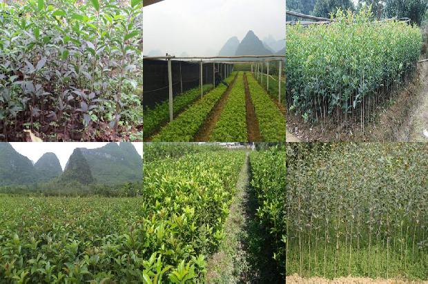 桂花树苗价格_桂花萝卜日光温室穴盘基质栽培技术探究