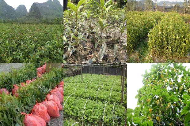 桂花树苗价格_桂花萝卜日光温室穴盘基质栽培技术探究1662912742183