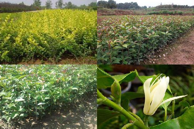桂花树苗价格_桂花萝卜日光温室穴盘基质栽培技术探究1662912742194