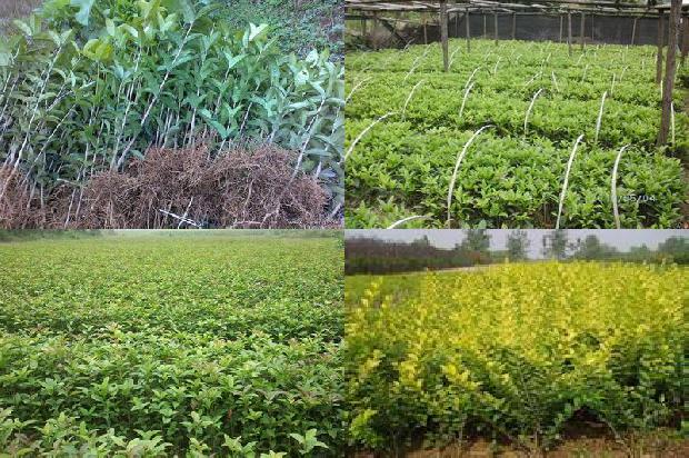 桂花树苗价格_桂花树栽培技术对果实品质的影响探讨