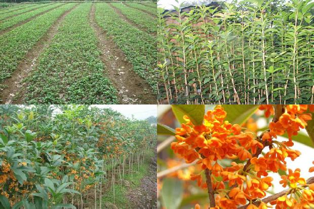 桂花树苗价格_桂花树栽培技术对果实品质的影响探讨1662912758467