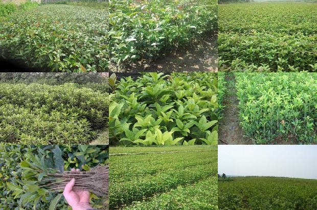 桂花树苗价格_桂花树栽培技术对果实品质的影响探讨1662912758500
