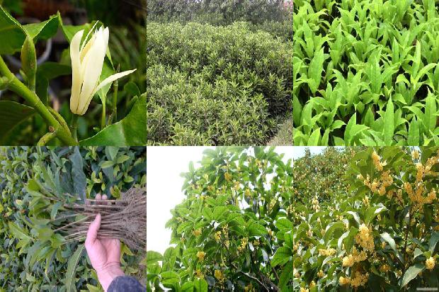 桂花树苗价格_桂花树栽培技术对果实品质的影响探讨1662912758511