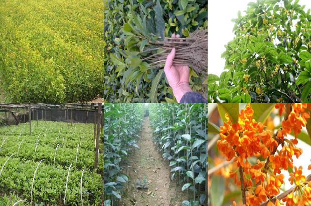 桂花树苗价格_桂花树栽培技术对果实品质的影响探讨1662912758521