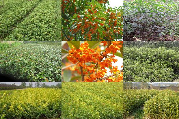 桂花树苗价格(寿光桂花产业发展经验对谷子产业的几点启示)1662912775255