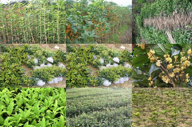 桂花树苗价格_探究桂花树栽培技术与果实品质之间的关系1662912797187