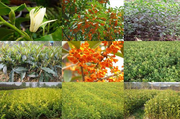 桂花树苗价格[不同光质LED灯育苗对设施桂花生长及产量的影响]1662912829744