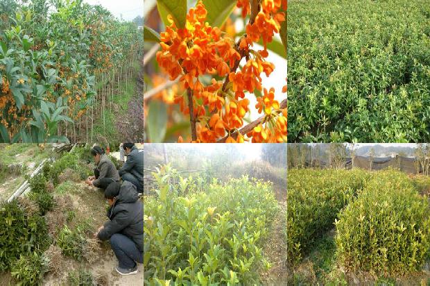 桂花树苗价格[不同光质LED灯育苗对设施桂花生长及产量的影响]1662912829811