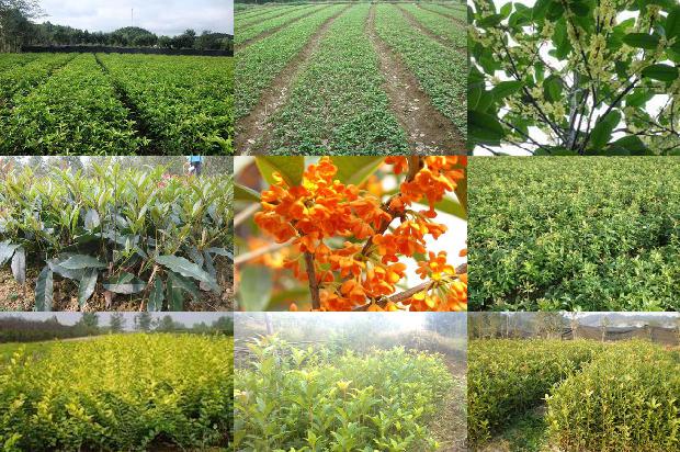 桂花苗:日光温室秋冬茬桂花高产栽培技术1662999125744