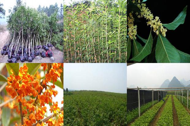 桂花苗:日光温室秋冬茬桂花高产栽培技术1662999125755