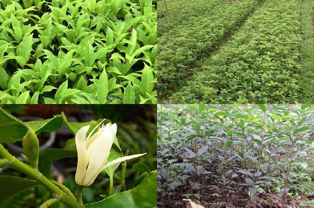 桂花树苗价格「高效、多用途桂花树品种—— 矮晚柚」1663086309795