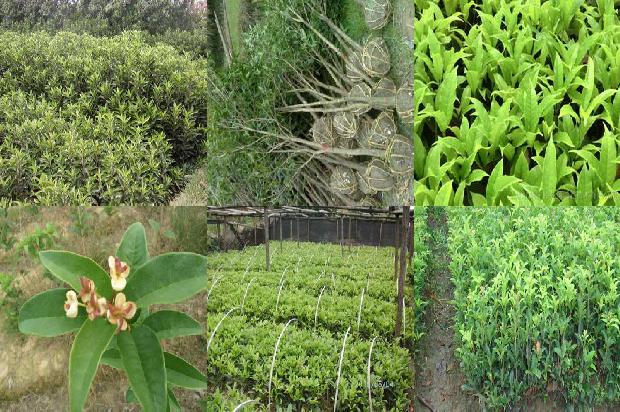 桂花树苗价格-常见桂花树害虫冬季的防治常见桂花树害虫冬季的防治1663086321797
