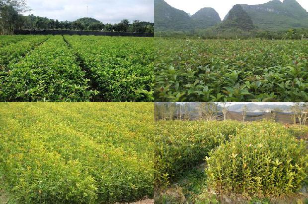 桂花树苗价格-奶奶的桂花树饼1663086329893