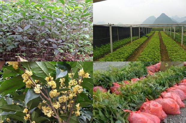 桂花树苗价格(观赏桂花树根部病害的发生特点及其防治策略)1663086345996