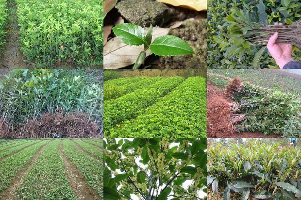 桂花树苗价格(观赏桂花树根部病害的发生特点及其防治策略)1663086346007