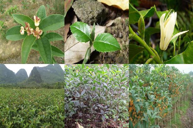 桂花树苗价格(观赏桂花树根部病害的发生特点及其防治策略)1663086346030