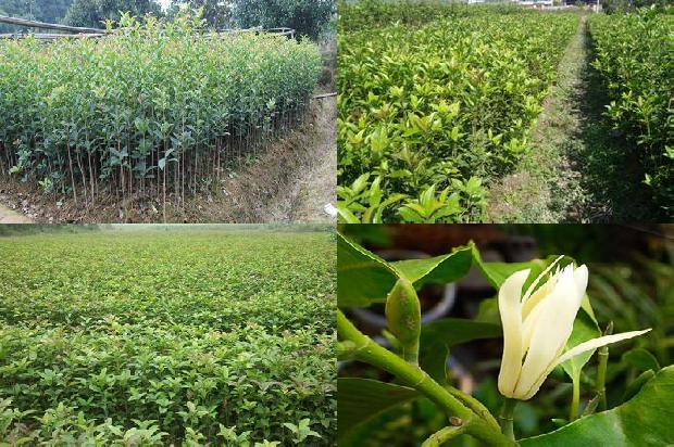 桂花树苗价格(观赏桂花树根部病害的发生特点及其防治策略)1663086346041