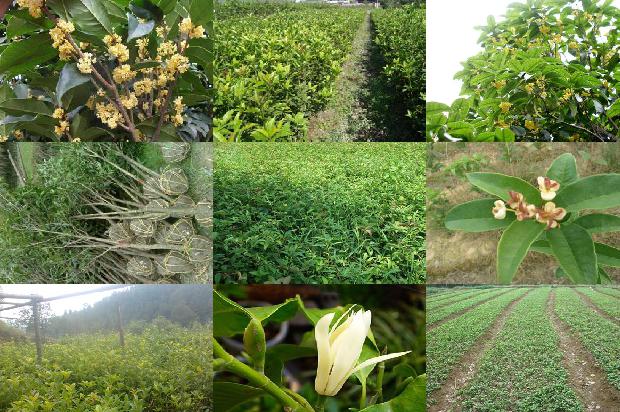 桂花树苗价格(观赏桂花树根部病害的发生特点及其防治策略)1663086346051