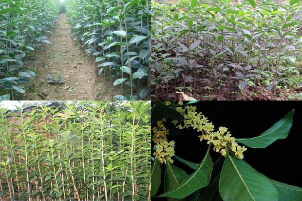 桂花树苗价格_温室桂花病虫害绿色防控技术1663086360380