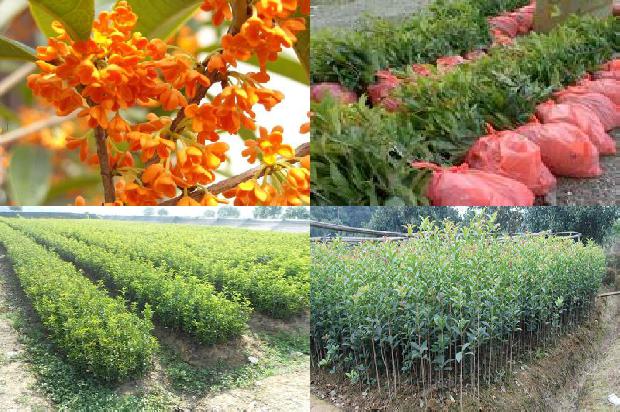 桂花树北方室内可以种吗冬天1688862306731