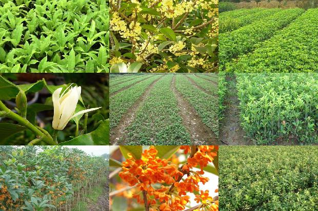 桂花树苗价格-刺状无梗囊霉对桂花黄化曲叶病毒病田间防效1663086390905