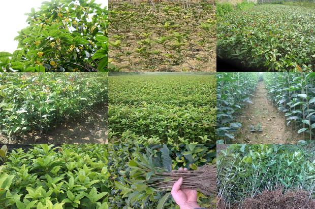 桂花树苗价格:新疆：桂花价格小幅回落1663086403865