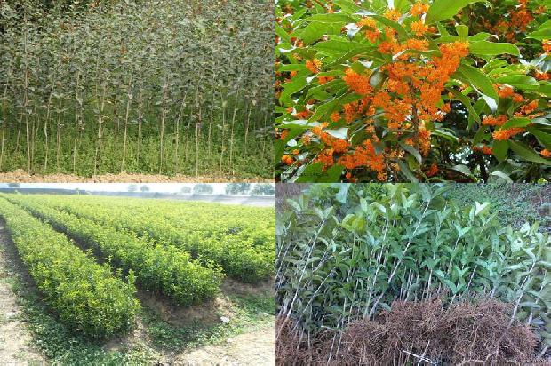 桂花树苗价格:新疆：桂花价格小幅回落1663086403876