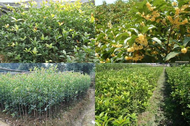 桂花树苗价格:新疆：桂花价格小幅回落1663086403909