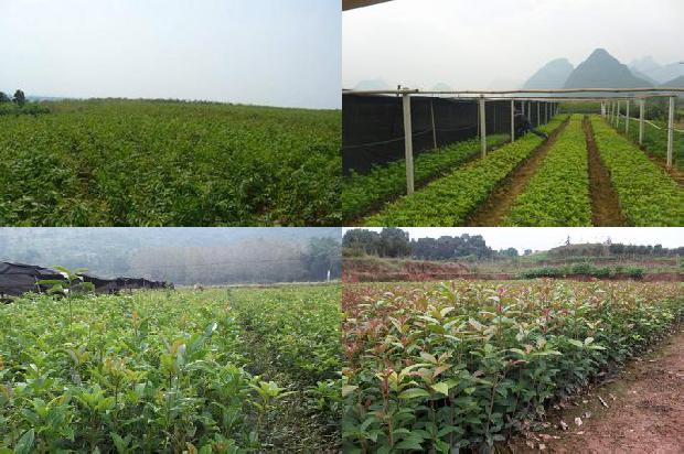桂花树苗价格_杂种黄桂花树茎尖及试管苗培养的研究1663086418227