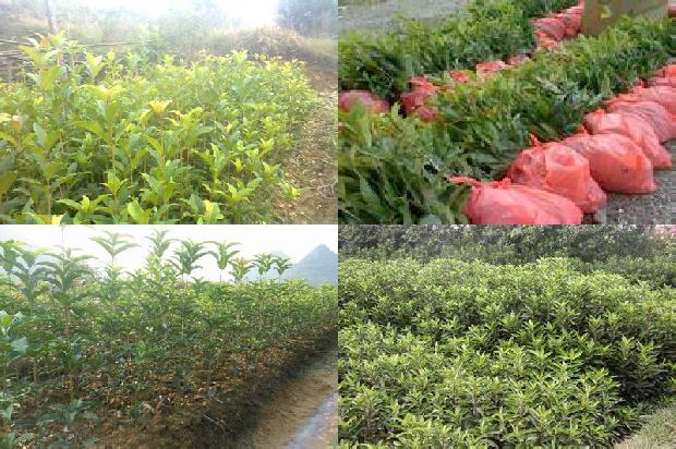 桂花树苗价格_杂种黄桂花树茎尖及试管苗培养的研究1663086418239