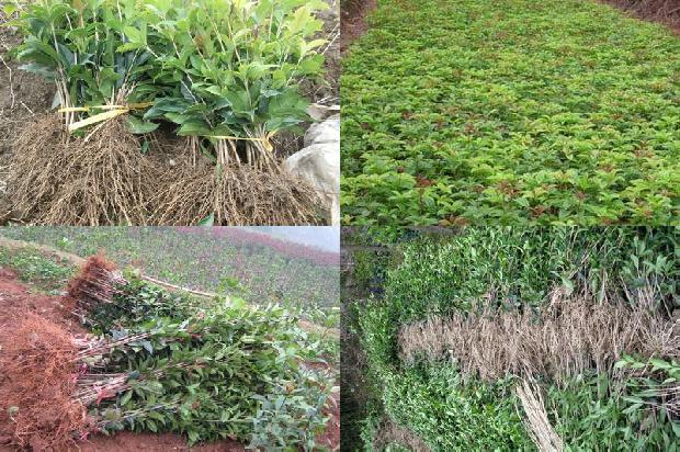 桂花树苗价格_杂种黄桂花树茎尖及试管苗培养的研究1663086418250