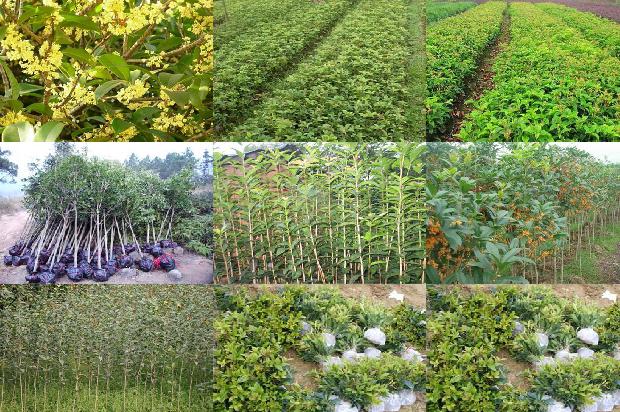 桂花树苗价格_杂种黄桂花树茎尖及试管苗培养的研究1663086418273