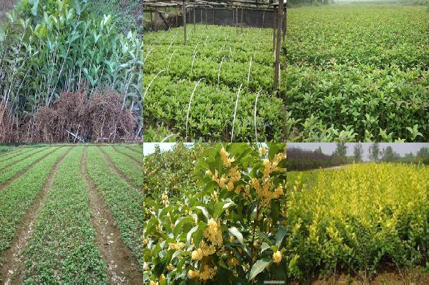 桂花树苗价格_杂种黄桂花树茎尖及试管苗培养的研究1663086418284