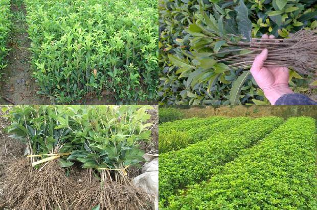 桂花树苗:日光温室秋冬茬桂花果实精品化栽培技术1663171946125
